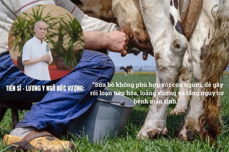 Quan Điểm Của Tiến Sĩ Ngô Đức Vượng Về Sữa Bò